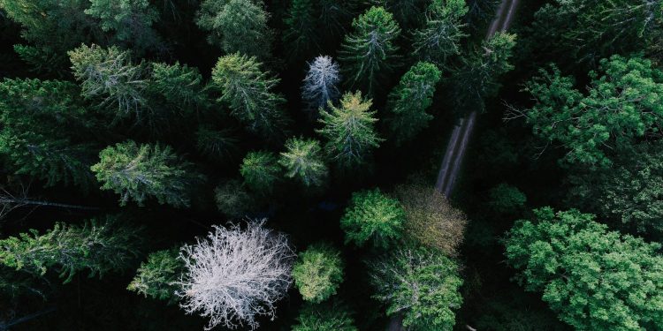 Green Innovations: How Technology is Pioneering Sustainable Environmental Practices