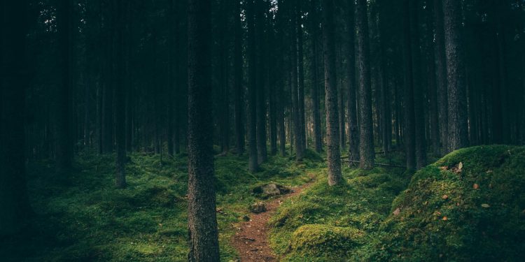 Green Innovations: How Technology is Pioneering Sustainable Environmental Practices